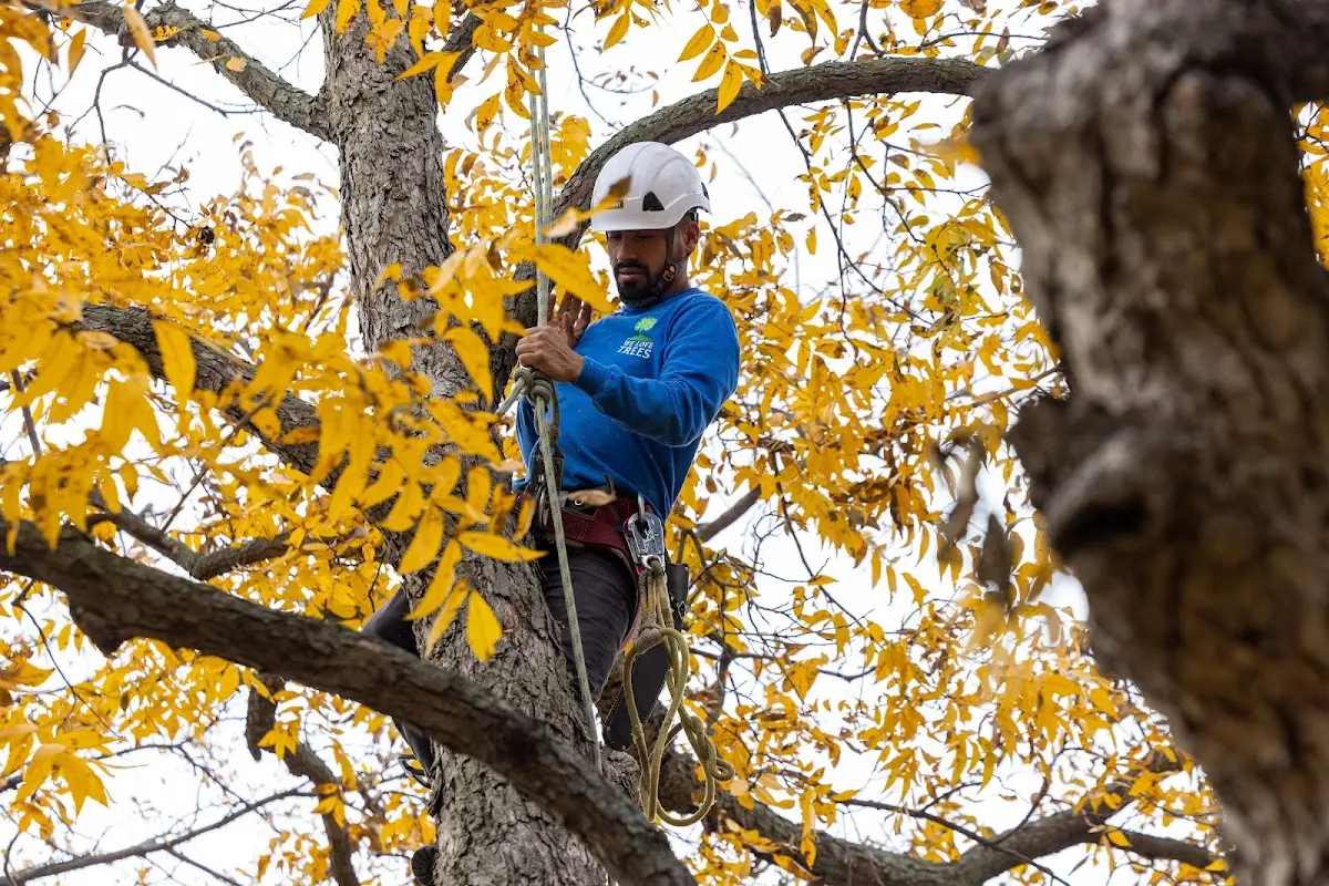 Skilled Tree Trimming crew working in Hooven